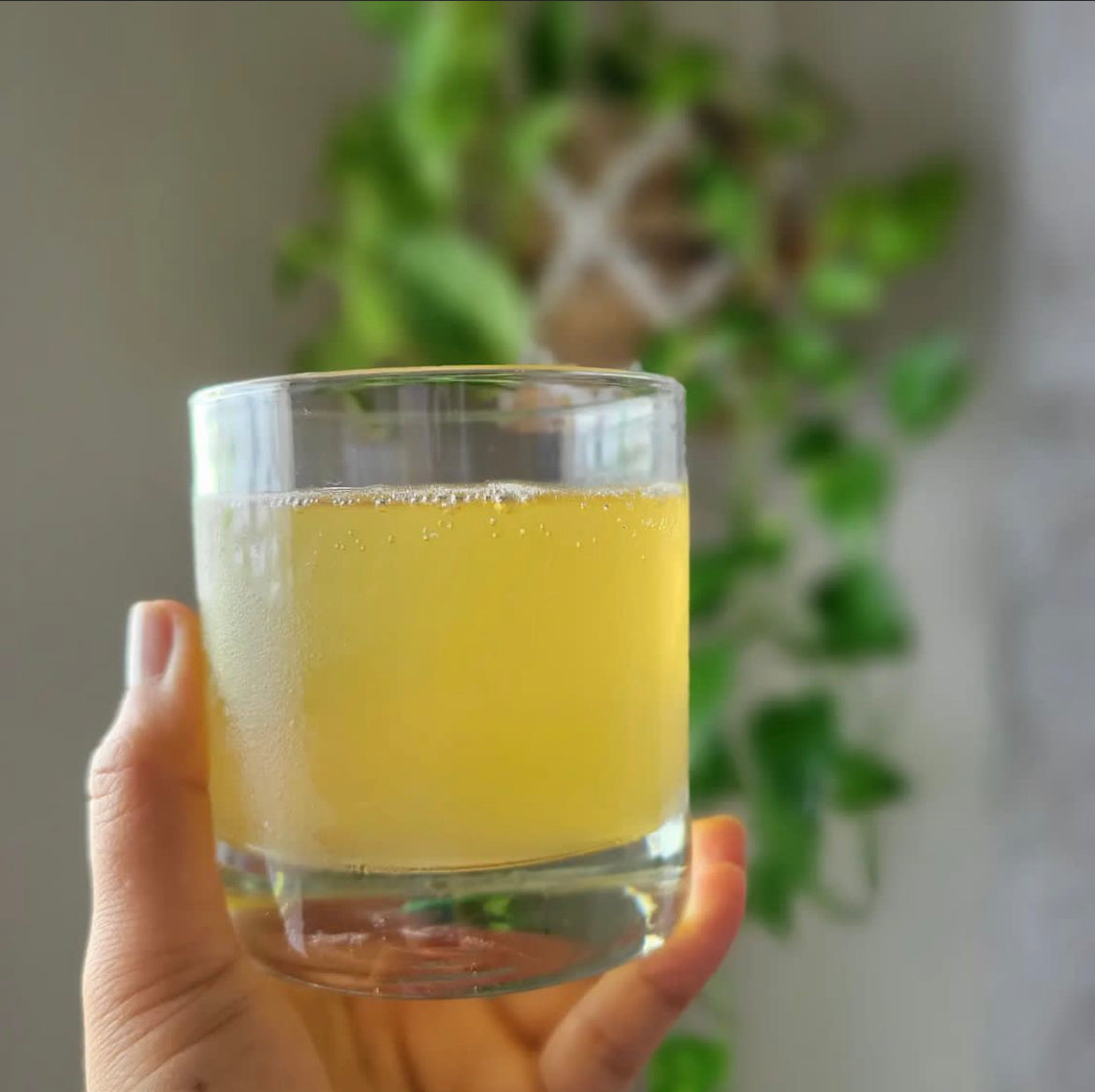 Lemon’s Mane Kombucha - 12 Pack – Fungi Jon