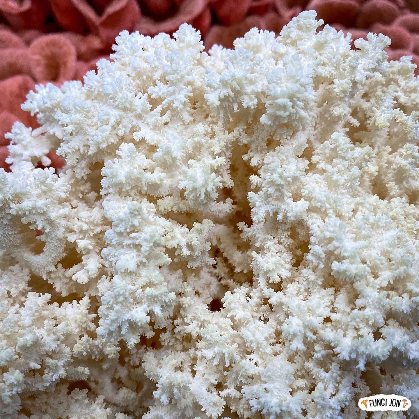 Coral Tooth Mushrooms & Nature's Fractal Wonders