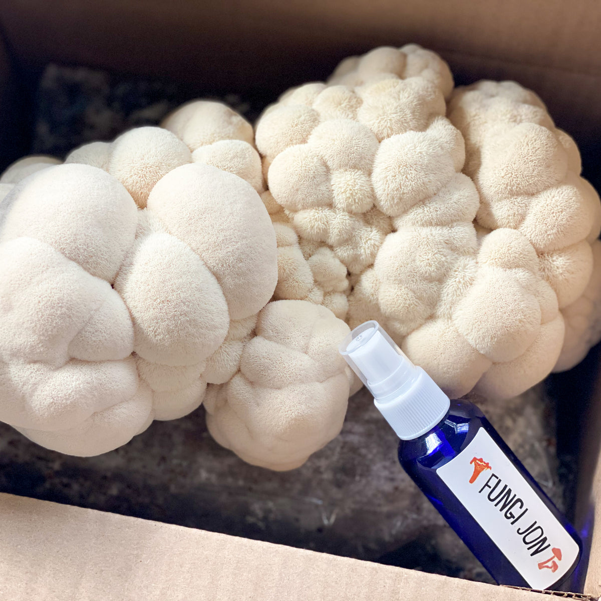 Lion’s Mane GrowItYourself Kit Fungi Jon