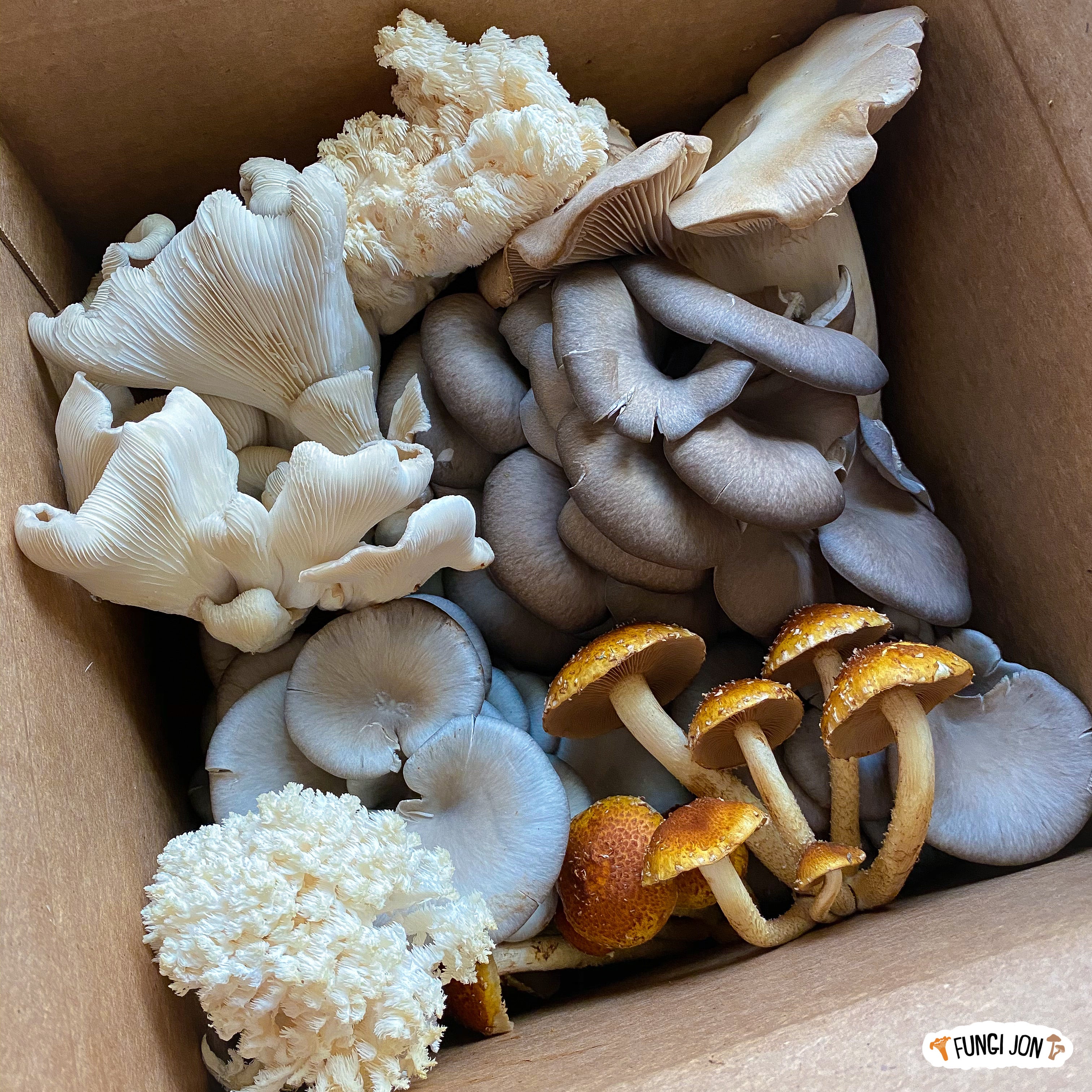 Fresh Mixed Fungi